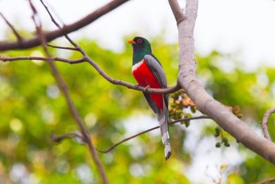 Private Rincón de la Vieja Bird Watching Tour Private Rincón de la Vieja Bird Watching Tour