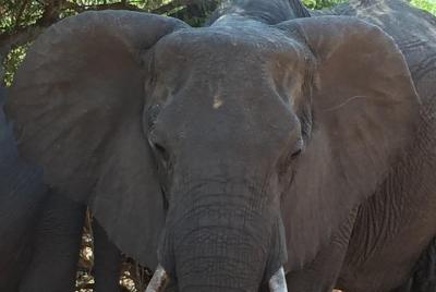 Full day chobe game drive, Guided tour of Falls & 15 mins helicopter flight Full day chobe game drive, Guided tour of Falls & 15 mins helicopter flight