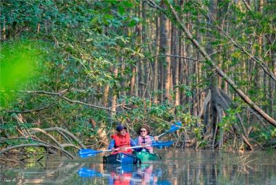 Mangrove Kayak Exploration Tour from Puerto Jimenez
