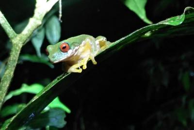 Night Walk Hike Guided Tour Monteverde (Entrance fees & Transport
