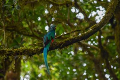 Birdwatching Curi Cancha Reserve with transport (Entrance fees NO