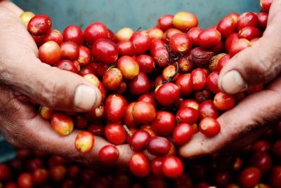 Coffee Tour 3 in 1 (Coffee Chocolate and sugar cane)