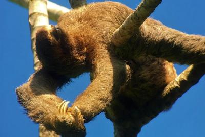 Group Tour to Manuel Antonio Park and it Group Tour to Manuel Antonio Park and it's Amazing Wildlife