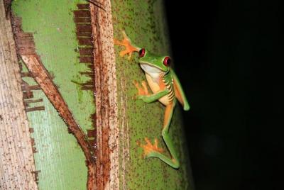 Manuel Antonio Jungle Night Tour with pick up included Manuel Antonio Jungle Night Tour with pick up included