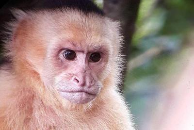 Manuel Antonio with Mauro / Fully Private Tour Manuel Antonio with Mauro / Fully Private Tour