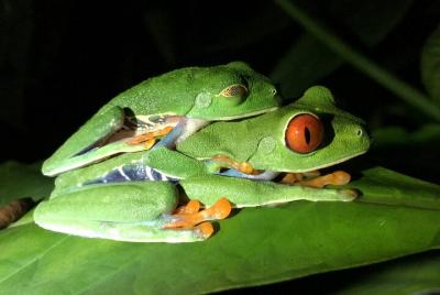 Night Tour Manuel antonio or Monteverde 