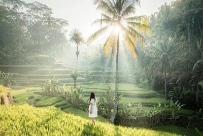 Ubud surrounding private tour - monkey forest - waterfall - free wifi Ubud surrounding private tour - monkey forest - waterfall - free wifi