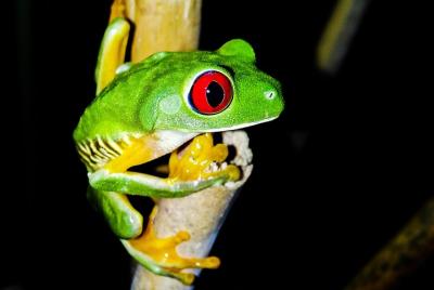 Jungle Night Tour Manuel Antonio Jungle Night Tour Manuel Antonio