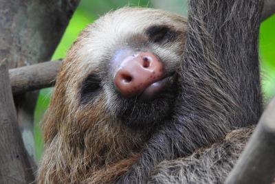 Sloth Tour Manuel Antonio National Park Sloth Tour Manuel Antonio National Park