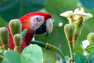 Birding Tour with a Naturalist and Bird Expert Birding Tour with a Naturalist and Bird Expert