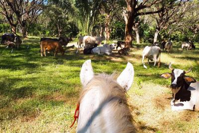 Safari Horse Riding Tour Safari Horse Riding Tour