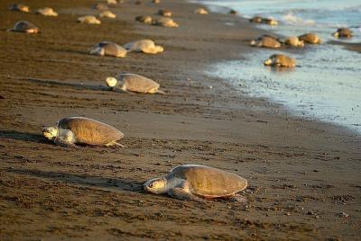 Turtle Tour Near Samara Beach Turtle Tour Near Samara Beach
