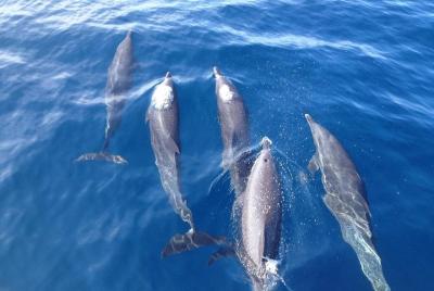 Dolphin and Snorkeling trip with CostaRican Companys Dolphin and Snorkeling trip with CostaRican Companys