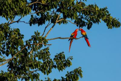 Wild Macaws Tours in Punta Islita from Playa Samara Wild Macaws Tours in Punta Islita from Playa Samara