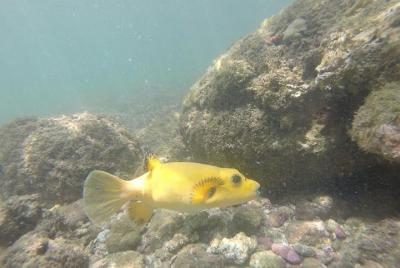 Ocean Kayak and Snorkeling to Chora Island Ocean Kayak and Snorkeling to Chora Island