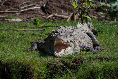 Full-Day Carara National Park and Tarcoles River Tour Full-Day Carara National Park and Tarcoles River Tour