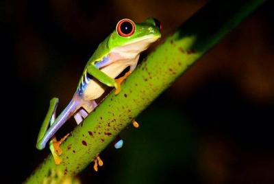 Night wildlife spoting & Jungle walk Night wildlife spoting & Jungle walk
