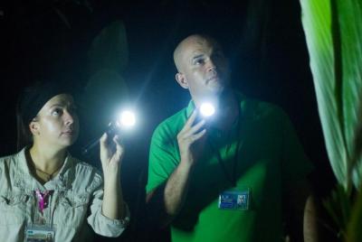 Small-Group Tortuguero National Park Night Walk in Costa Rica Small-Group Tortuguero National Park Night Walk in Costa Rica