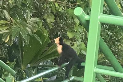 Cerro Tortuguero Tour (Aaron Tour Cerro Tortuguero Tour (Aaron Tour's)