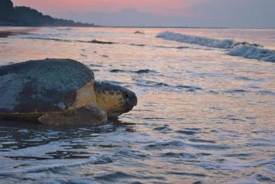 Turtle Nesting Sightseeing Tour in Tortuguero Turtle Nesting Sightseeing Tour in Tortuguero