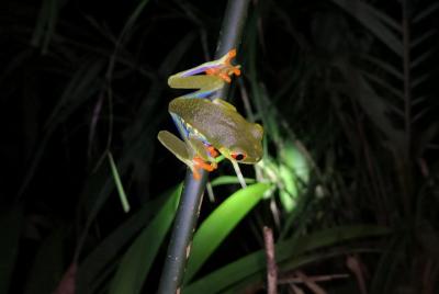 Nocturnal deep jungle hike Nocturnal deep jungle hike