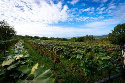 Vineyard & Olives of Vardia Vineyard & Olives of Vardia
