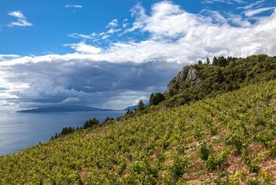 Smiley wine tasting on peninsula Peljesac Smiley wine tasting on peninsula Peljesac