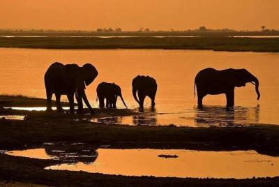 5 Day Chobe National Park Accommodated Tour Safari 5 Day Chobe National Park Accommodated Tour Safari