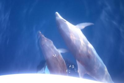 Dolphins Watching. Reservation Online only! Dolphins Watching. Reservation Online only!