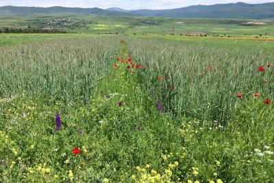 One Day Tour to Mckheta / Jvari / Gori / Upliscikhe