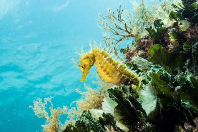 Small-Group Introductory Scuba Diving in Pula Small-Group Introductory Scuba Diving in Pula