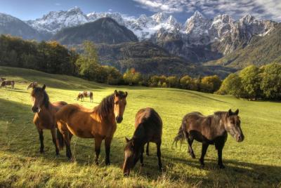 Horse Riding in Bled Horse Riding in Bled