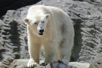 Prague Zoo Admission Ticket including Round Trip Transfer Prague Zoo Admission Ticket including Round Trip Transfer
