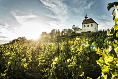 Hidden Vineyards and Private Winery Tour in Prague Hidden Vineyards and Private Winery Tour in Prague