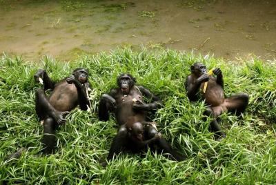 Exclusive Lola Ya Bonobo Sanctuary Tour Exclusive Lola Ya Bonobo Sanctuary Tour