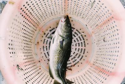 WE LOVE FISH - Essentials Skills Cooking Class