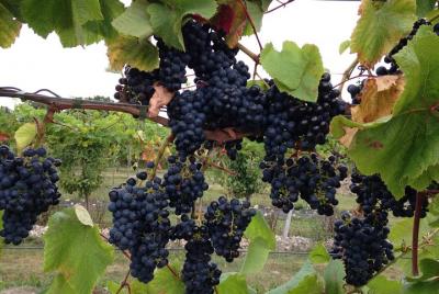 Vesterhavegaarden Vineyard and Wine shop Visit - Organically Prod