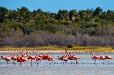 Flamingo Island - Laguna Oviedo