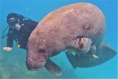 8-Dive Scuba Adventure in Bayahibe