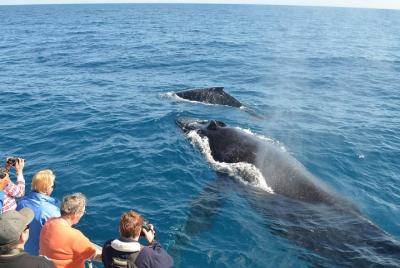 Whale watching & Samana Bacardi Island