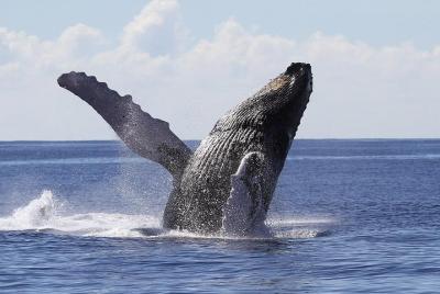 Samana Whale Watching Tour From Las Terrenas. Half Day Trip with Lunch