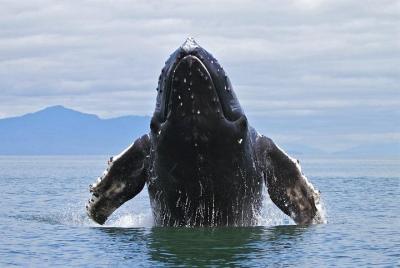 Whale Watching Day Trip From Punta Cana - Pick Up in Your Hotel. Whale Watching Day Trip From Punta Cana - Pick Up in Your Hotel.