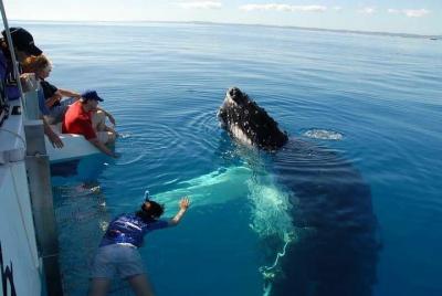 Samana and Whales from puerto plata 