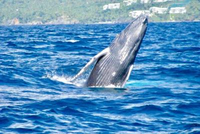 From Puerto Plata-Sousua Famous Whale Samana Cayo Levantado with Whale Biologist
