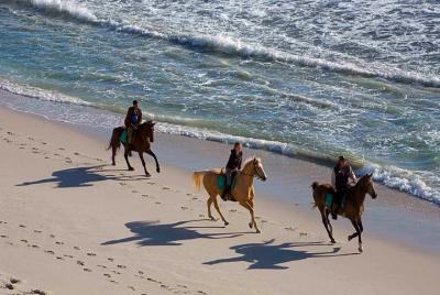 Horseback Riding Tour from Punta Cana Horseback Riding Tour from Punta Cana