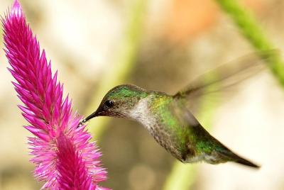 Private Birdwatching in Los Haitises National Park Private Birdwatching in Los Haitises National Park