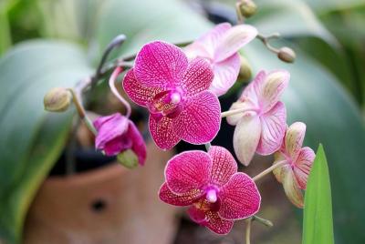 Tour to the Botanical Garden of Guayaquil Tour to the Botanical Garden of Guayaquil