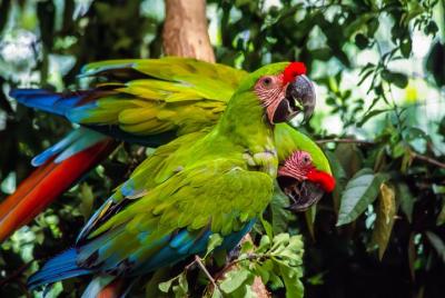 Tour to the Zoo El Pantanal in Guayaquil Tour to the Zoo El Pantanal in Guayaquil