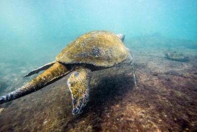 Full Day Lava Tunnels from Isabela Full Day Lava Tunnels from Isabela