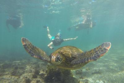 Los Tuneles Snorkeling Day Tour Los Tuneles Snorkeling Day Tour